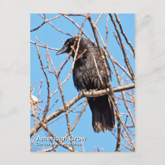 American Crow Postcard
