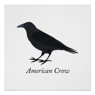 American Crow Poster