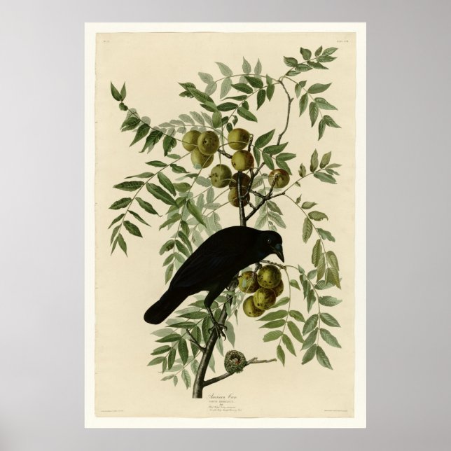 American Crow Poster (Front)
