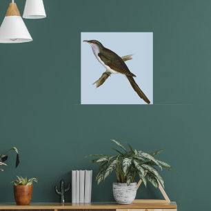 American Cuckoo Bird Poster