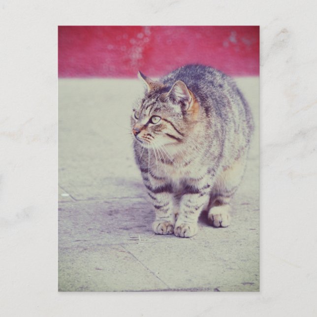 American Curl Cat Venice Italy Europe Postcard (Front)