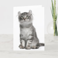 American Curl Kitten (3 months old)
