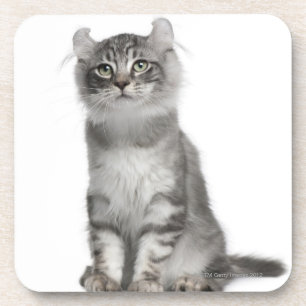 American Curl Kitten (3 months old) Coaster