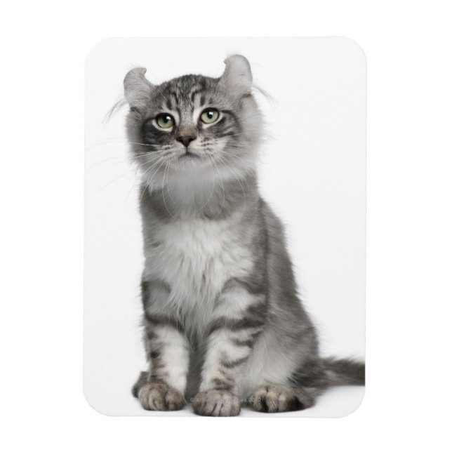 American Curl Kitten (3 months old) Magnet (Vertical)