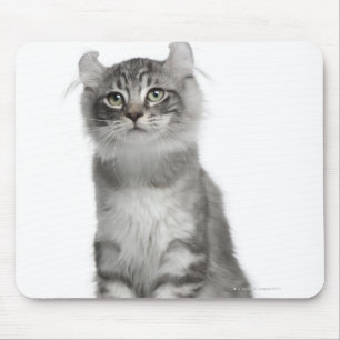 American Curl Kitten (3 months old) Mouse Mat