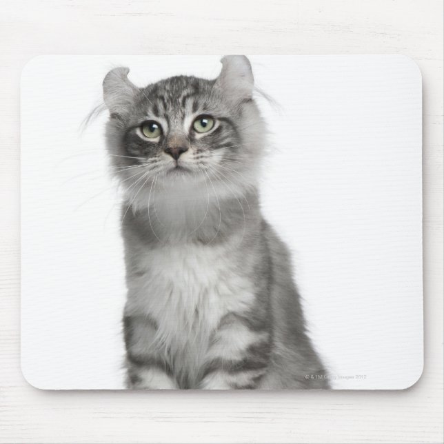 American Curl Kitten (3 months old) Mouse Mat (Front)