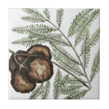 American Cypress or Bald Cypress Tree Vintage Art