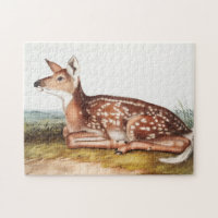 American Deer (Cervus Virginianus) Illustration