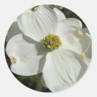 American dogwood (Cornus florida)
