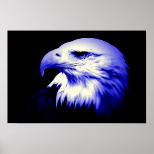American Eagle Bald Eagle Poster Print