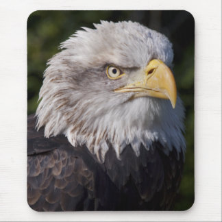 American Eagle Mousemat