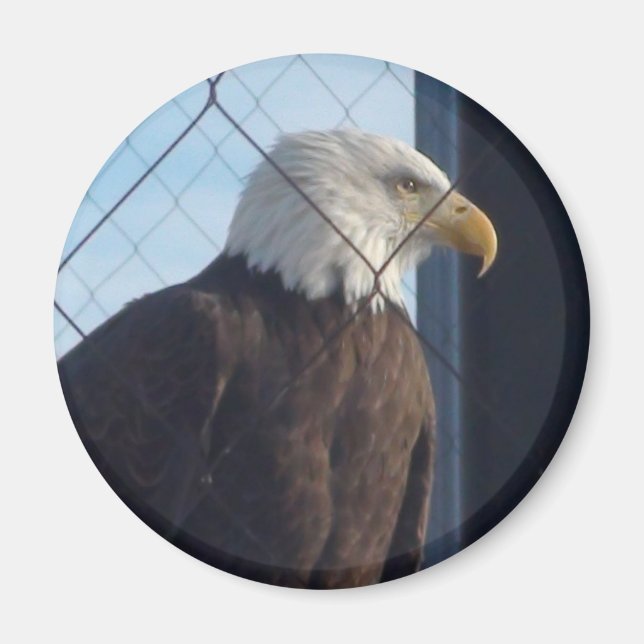 American Eagle Refrigerator Magnet (Front)