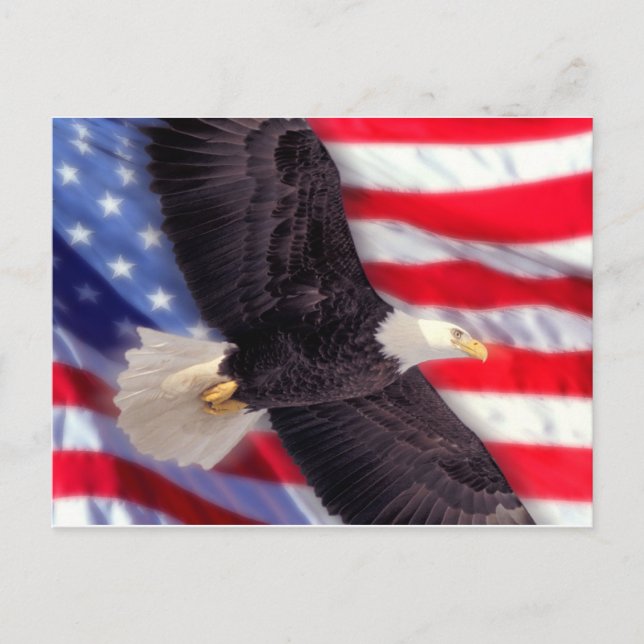 American Eagle with American Flag Postcard (Front)