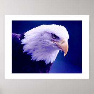 American Eagles - Bald Eagle Posters Prints