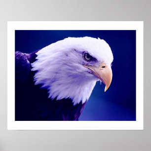 American Eagles - Bald Eagle Posters Prints