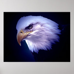 American Eagles - Bald Eagle Posters Prints