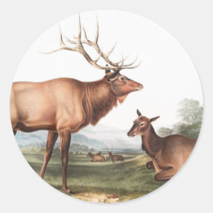 American Elk (Cervus Canadensis) Illustration Classic Round Sticker