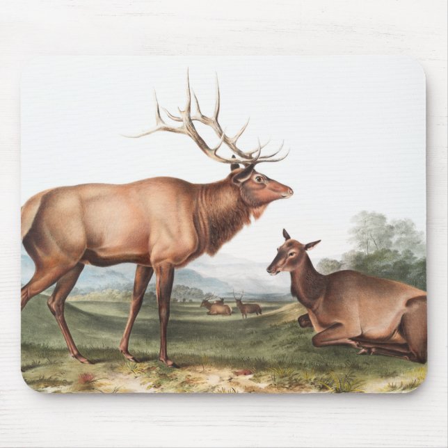 American Elk (Cervus Canadensis) Illustration Mouse Mat (Front)