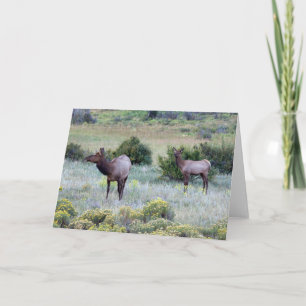 American Elk   Colorado Card