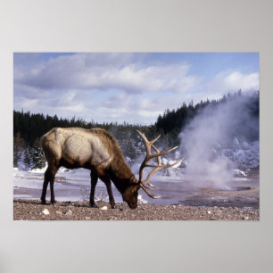 American Elk in Winter Print