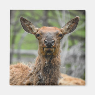 American Elk Magnet