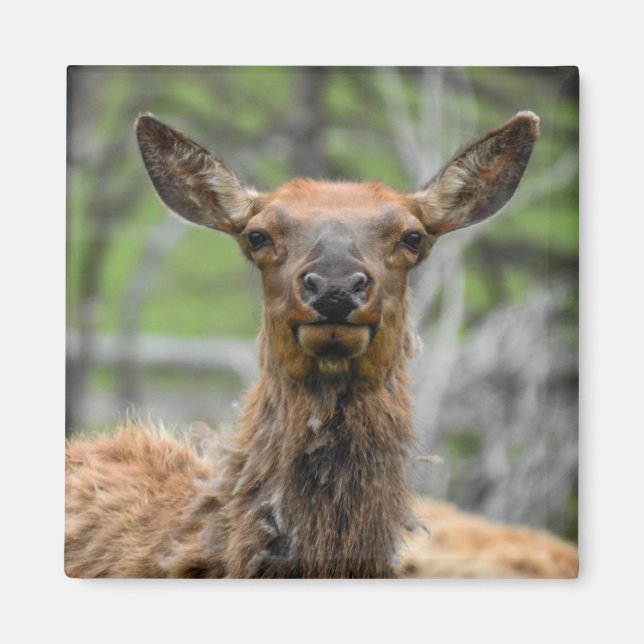 American Elk Magnet (Front)