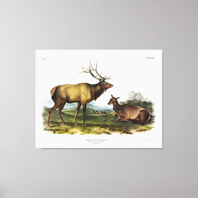 American Elk, or, Wapiti Deer by Audubon Canvas Print (Front)