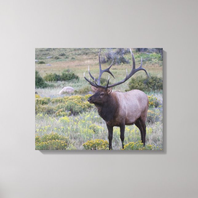 American Elk | Rocky National Park, Colorado Canvas Print (Front)