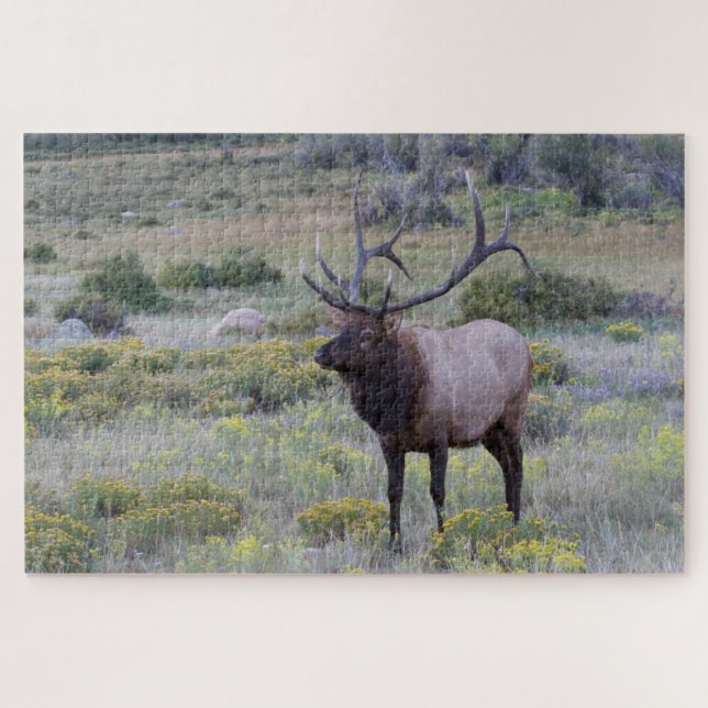 American Elk | Rocky National Park, Colorado Jigsaw Puzzle (Horizontal)