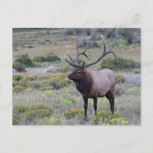 American Elk   Rocky National Park, Colorado Postcard
