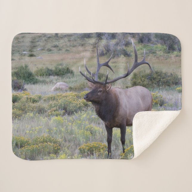 American Elk | Rocky National Park, Colorado Sherpa Blanket (Front (Horizontal))