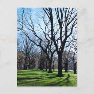 American Elm Trees Postcard