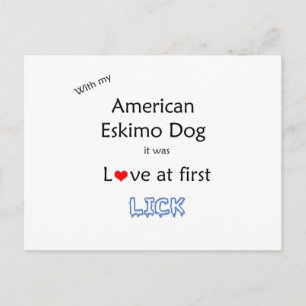 American Eskimo Dog Lick Design Postcard