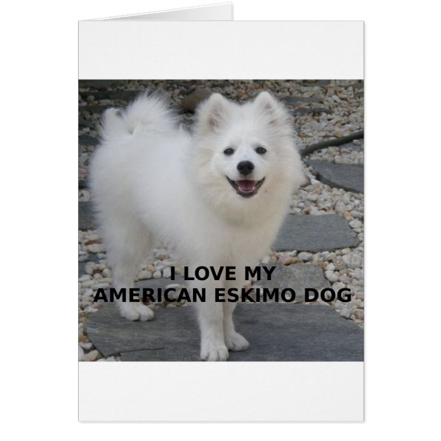 American_Eskimo_Dog_love w pic (Front)