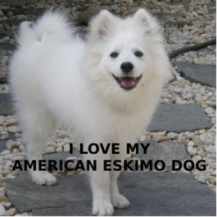 American_Eskimo_Dog_love w pic Photo Sculpture Key Ring