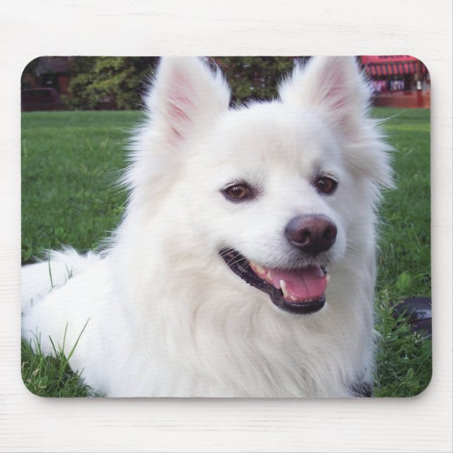 American Eskimo dog Mouse Mat (Front)