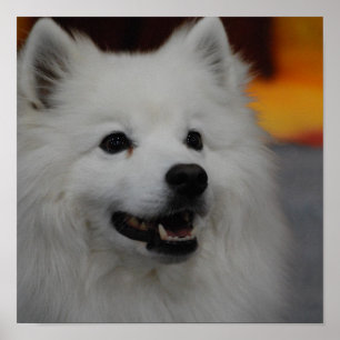 American Eskimo Dog Poster