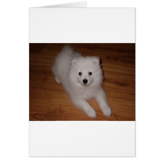 American_Eskimo_Dog_puppy Card