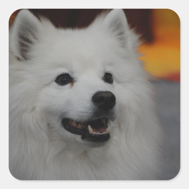 American Eskimo Dog Stickers (Front)