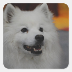 American Eskimo Dog Stickers