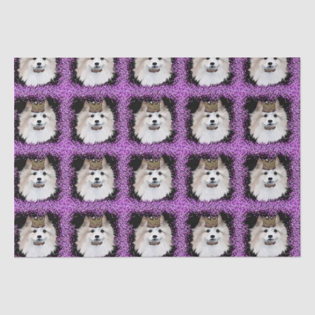 American Eskimo Dog Tissue Paper (Front)