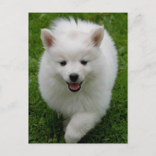 American Eskimo Eskie Puppy Dog Blank Postcard