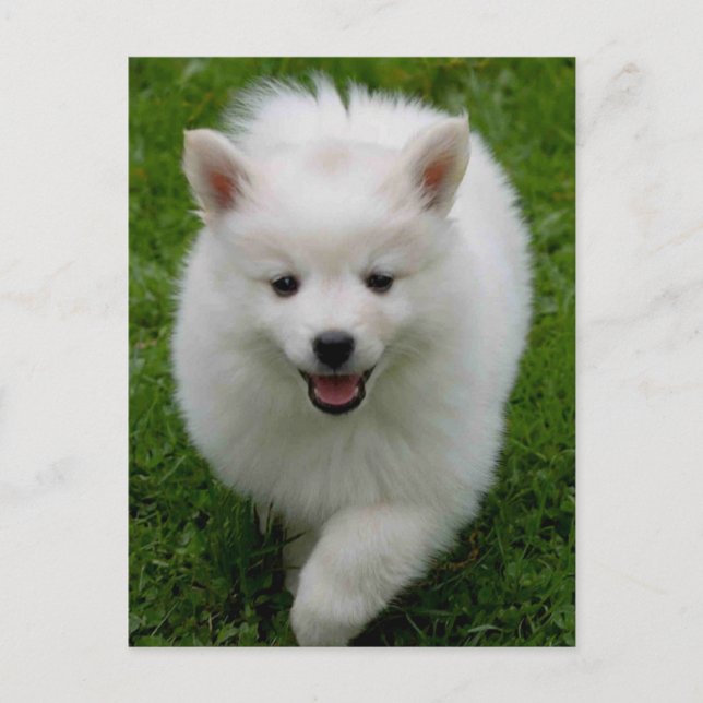 American Eskimo  Eskie Puppy Dog Blank Postcard (Front)