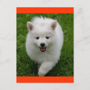 American Eskimo Eskie Puppy Dog Blank Postcard