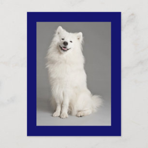 American Eskimo  Eskie Puppy Dog Blank Postcard