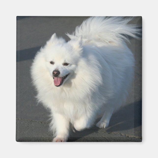 American Eskimo Magnet (Front)