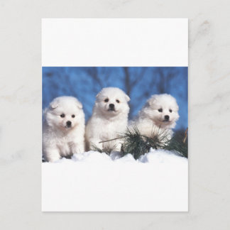 American Eskimo puppy card