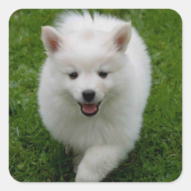 American Eskimo Puppy Dog Sticker / Label (Front)
