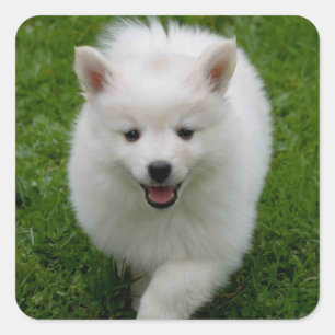 American Eskimo Puppy Dog Sticker / Label