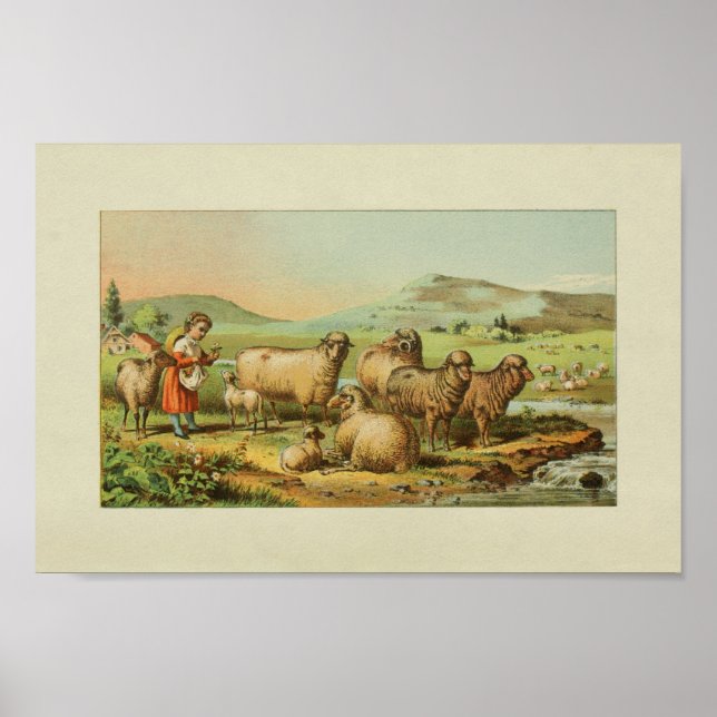American Farmer Vintage Print Sheep Pasture (Front)